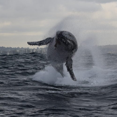 Ocean Extreme whale watching in Sydney