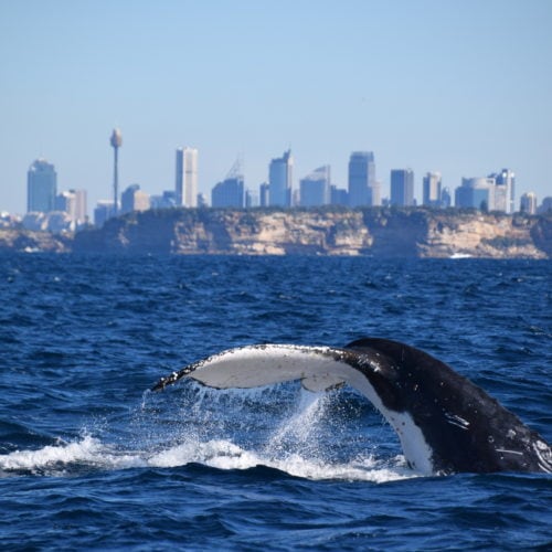 Ocean Extreme whale watching in Sydney